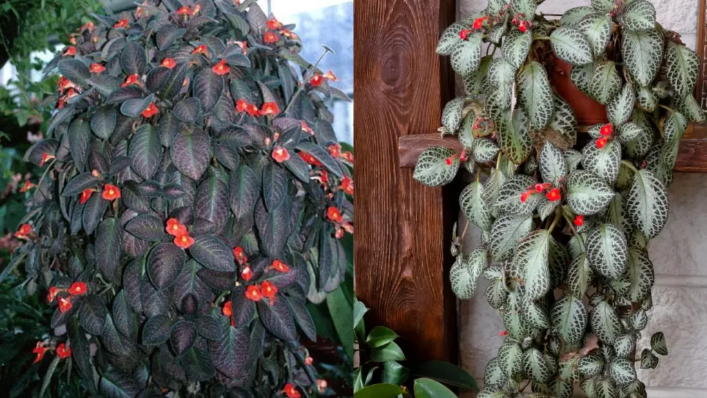 planta tapete de rainha