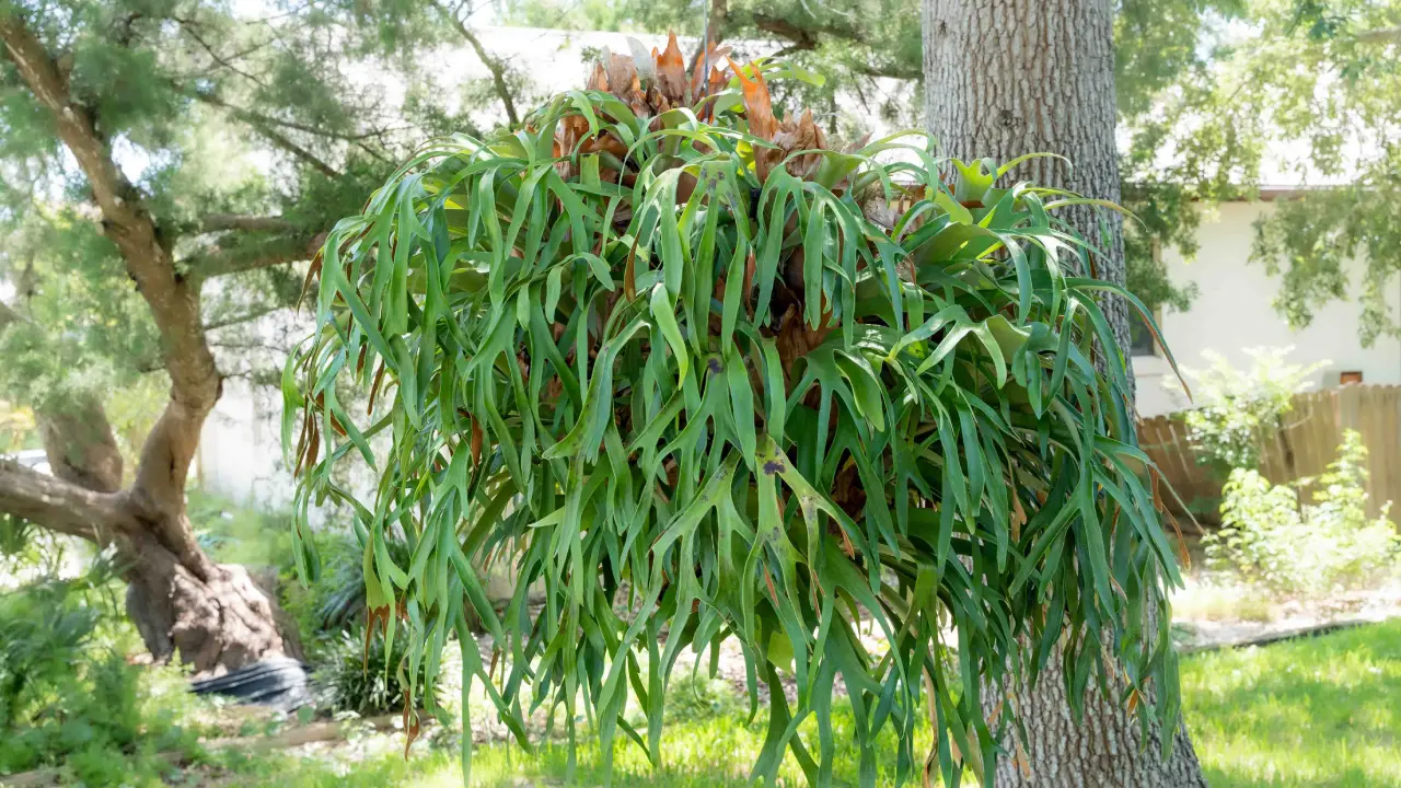 Chifre-de-Veado: Aprenda Tudo Sobre Essa Planta