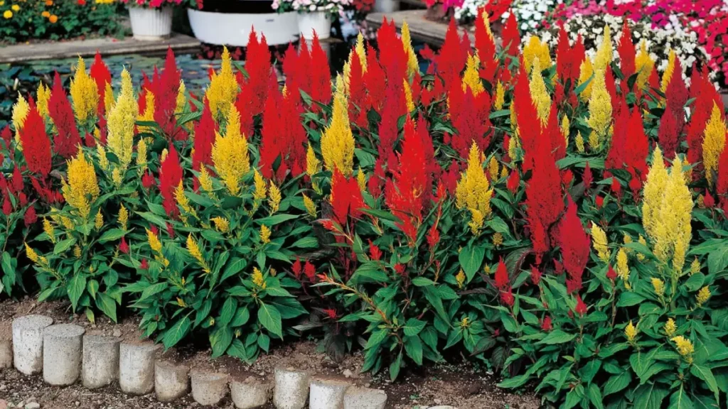 rabo de galo celosia