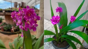 Orquídea-Grapete: Aprenda Tudo Sobre Essa Planta