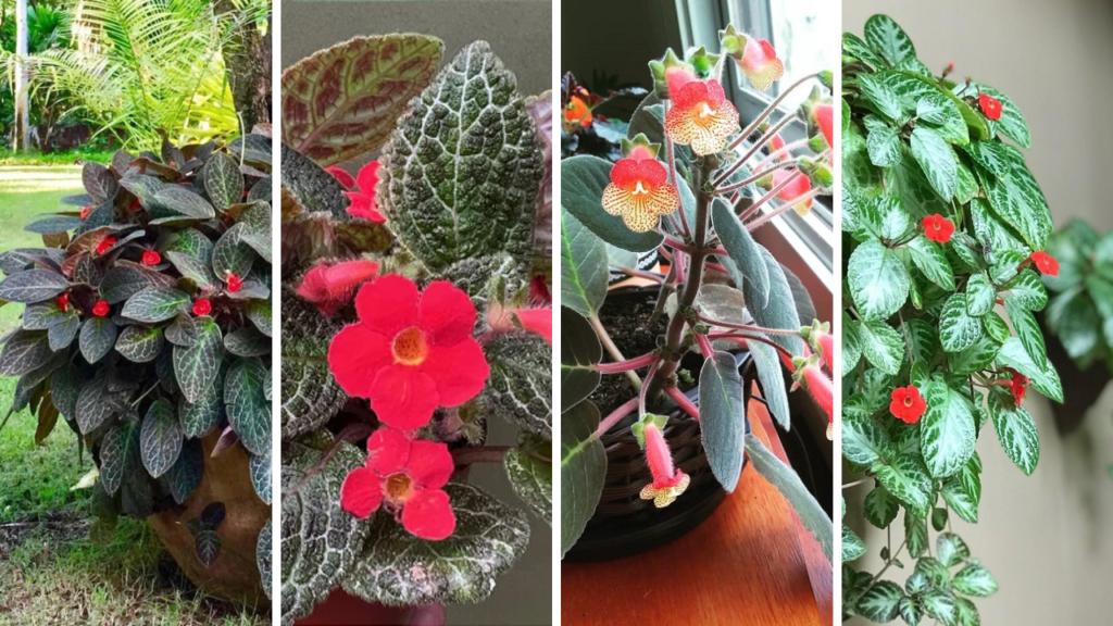 tapete de rainha capa