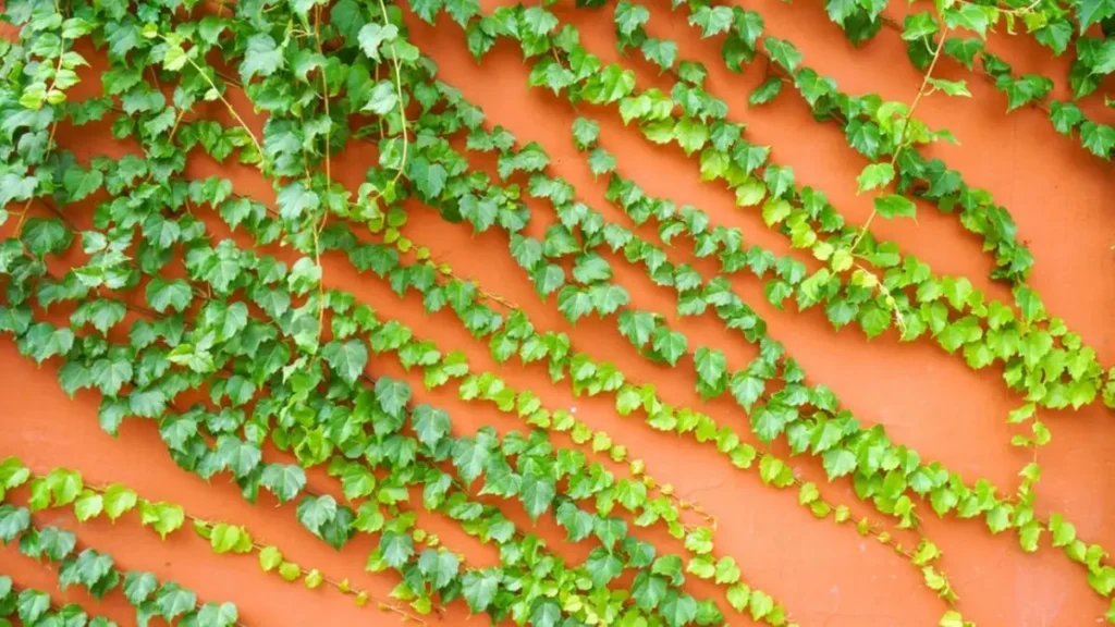 trepadeira hera-japonesa veitchii