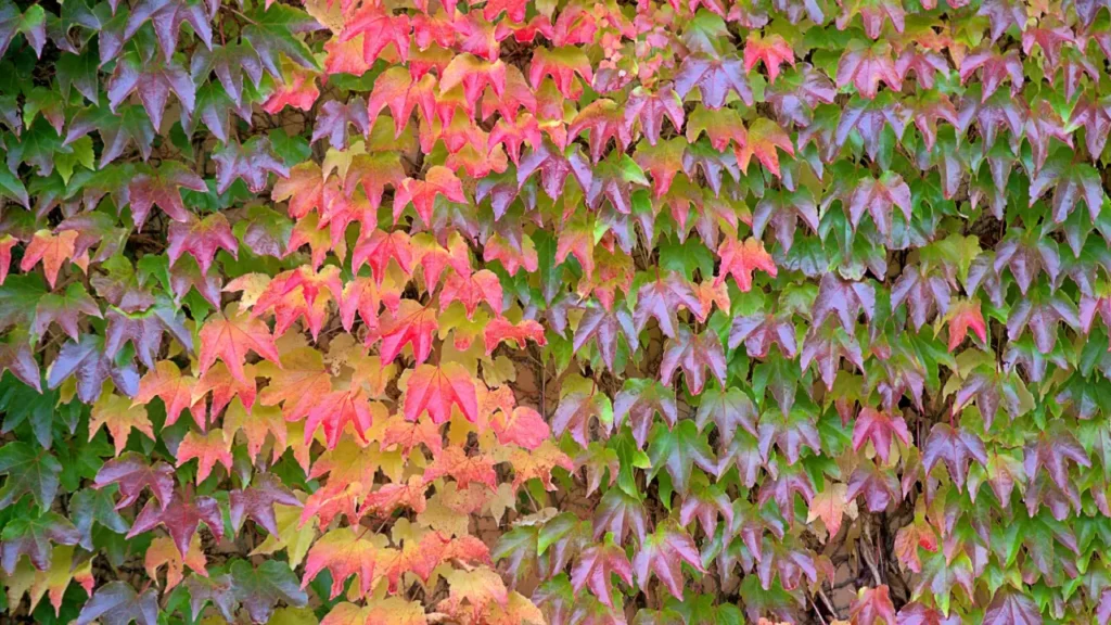 trepadeiras falsa vinha