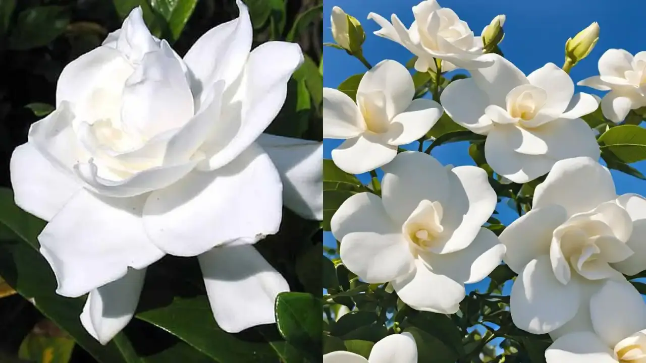 Gardênia branca