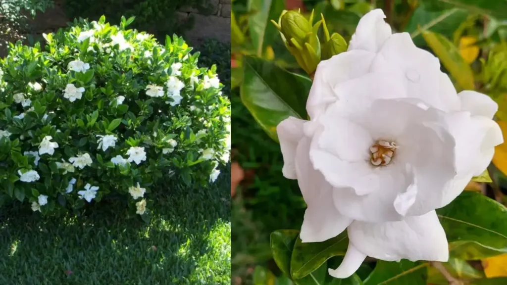 Gardênia flor