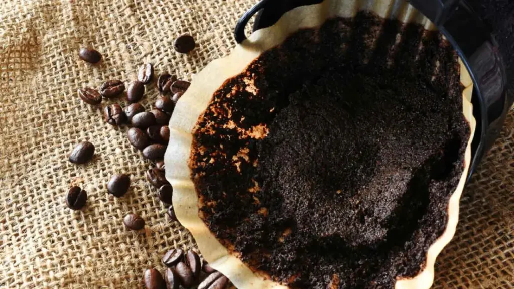 borra de café nas plantas