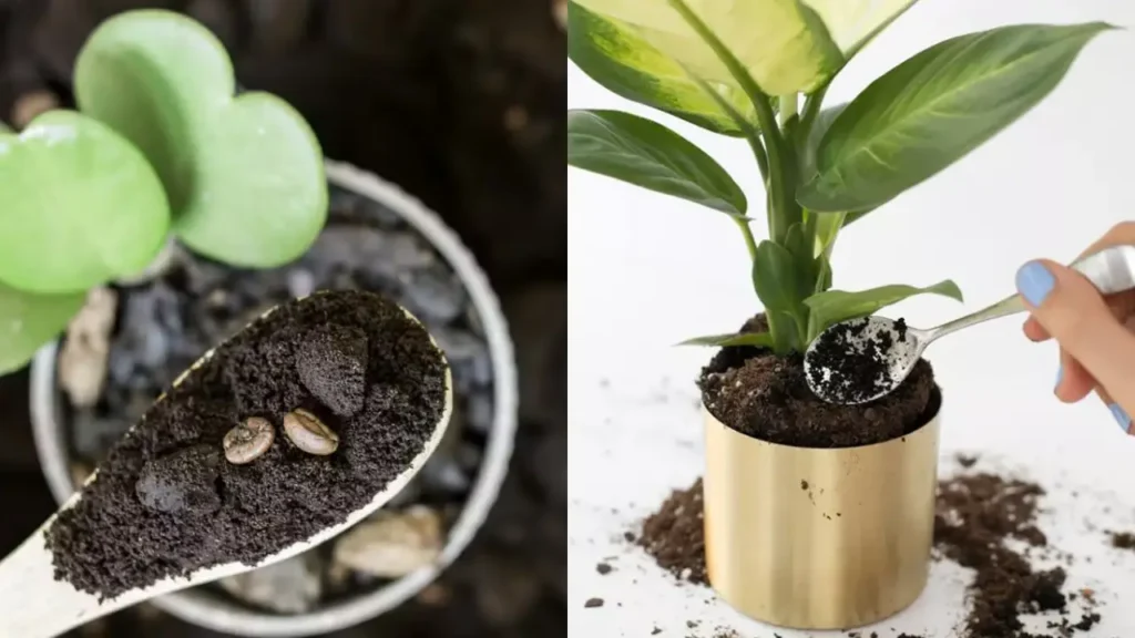 borra de café nas plantas