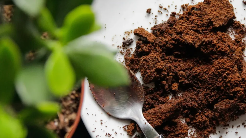 borra de café nas plantas
