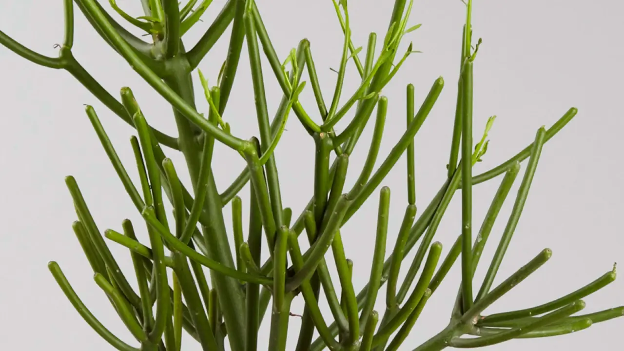 planta aveloz