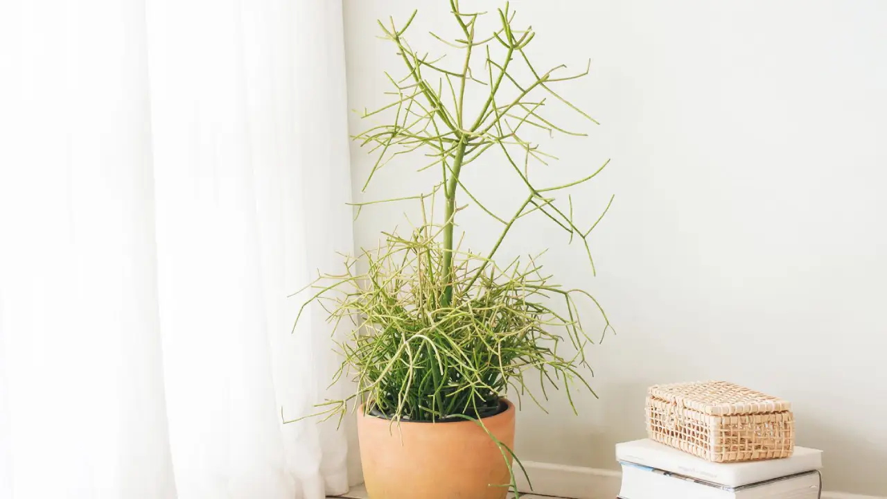 planta aveloz