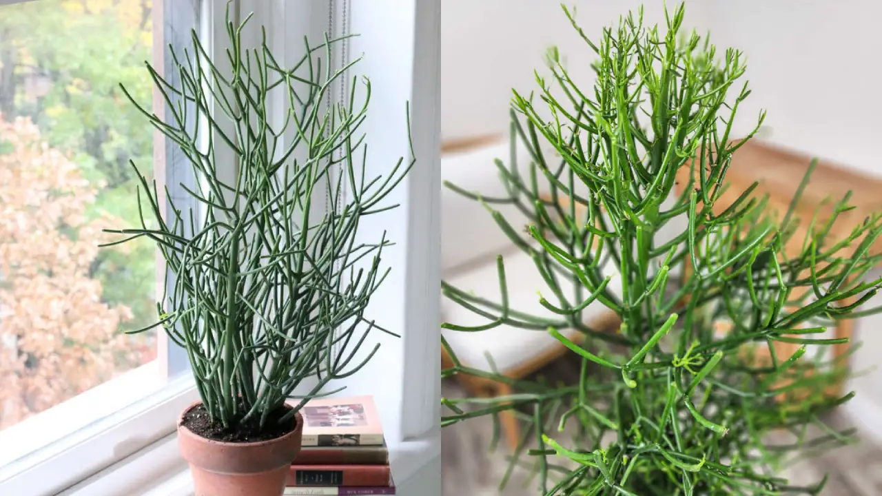 planta aveloz
