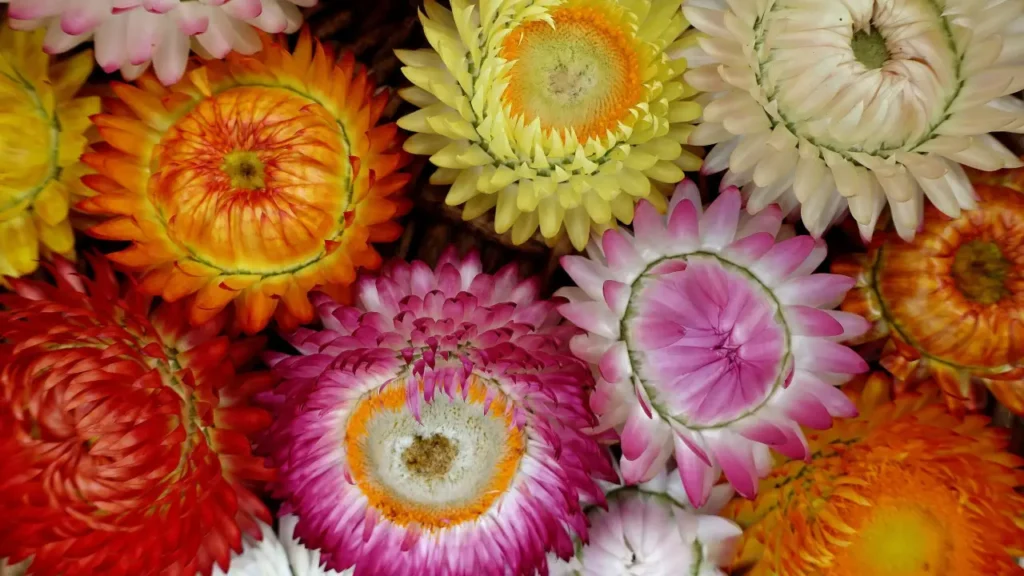 planta sempre-viva 1