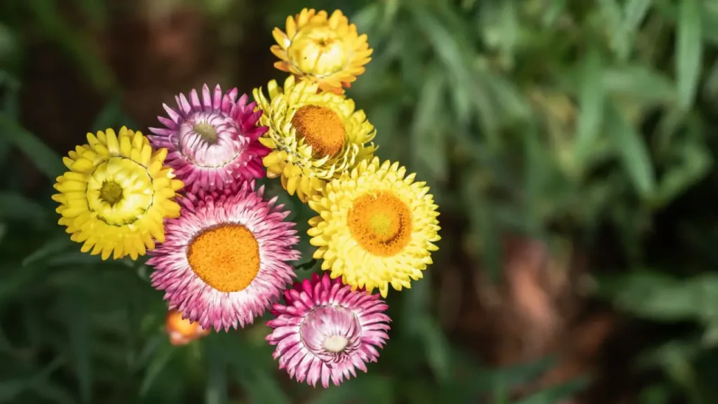 planta sempre-viva 2