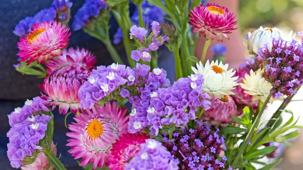 planta sempre-viva 3