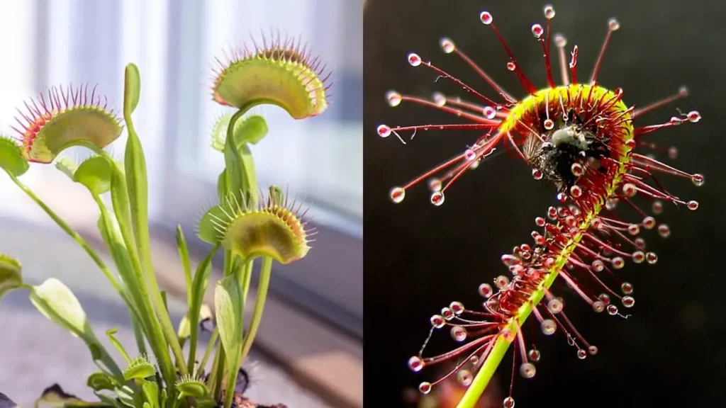 plantas carnívoras