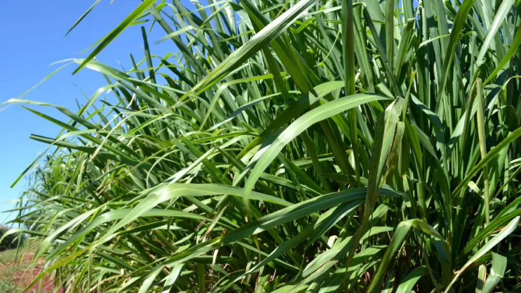 plantas invasoras - Capim-colonião (Panicum maximum)
