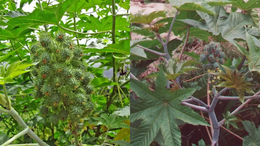 plantas invasoras - mamona