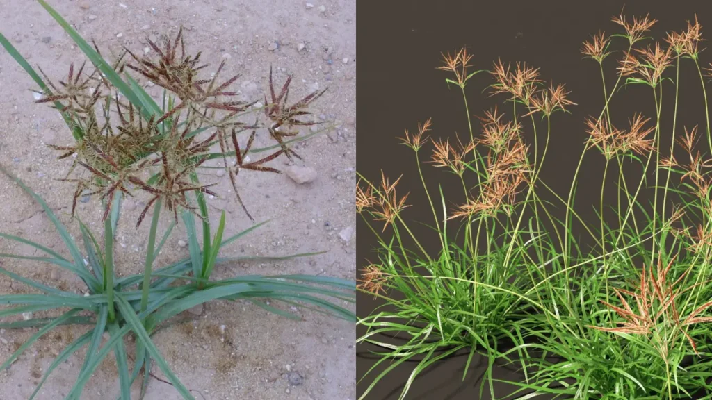 plantas invasoras - tiririca