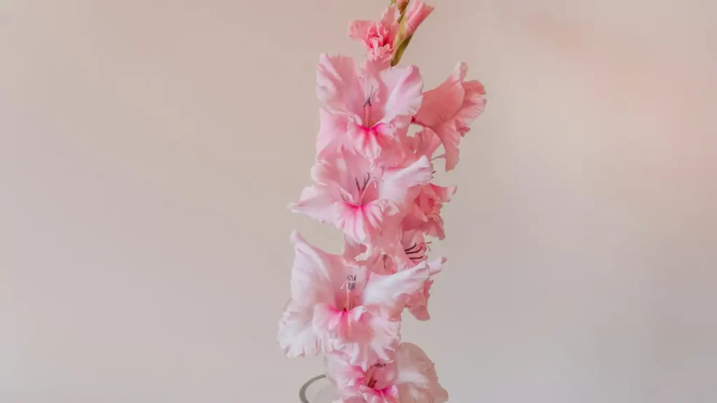 gladíolo rosa