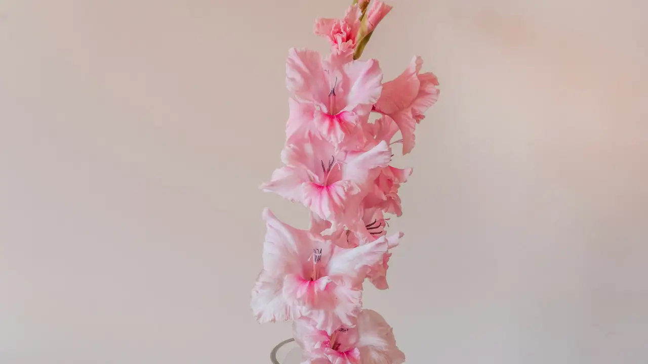 gladíolo rosa