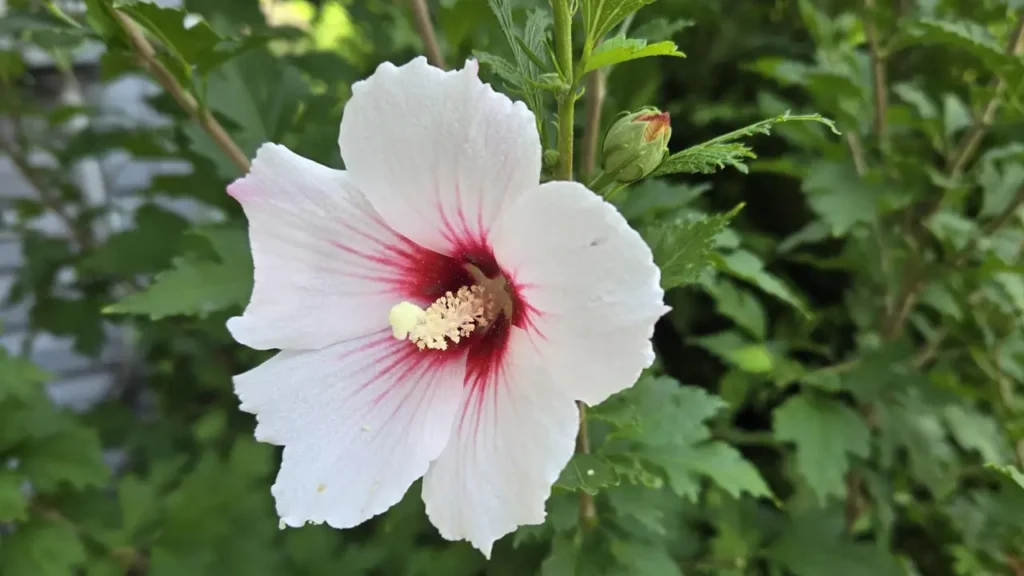 hibisco da síria branco