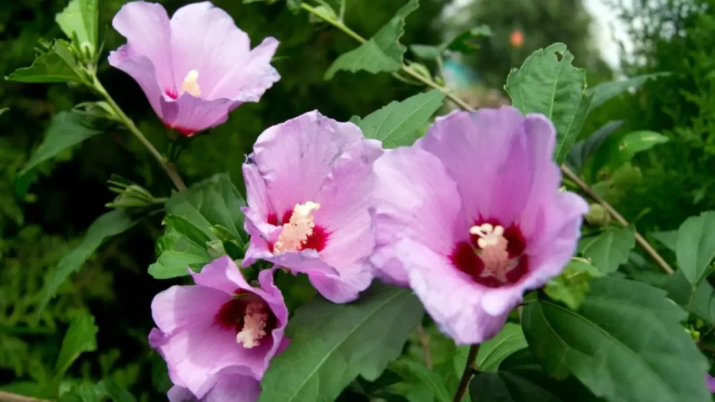 hibisco da síria roxo
