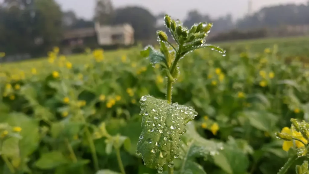 planta mostarda
