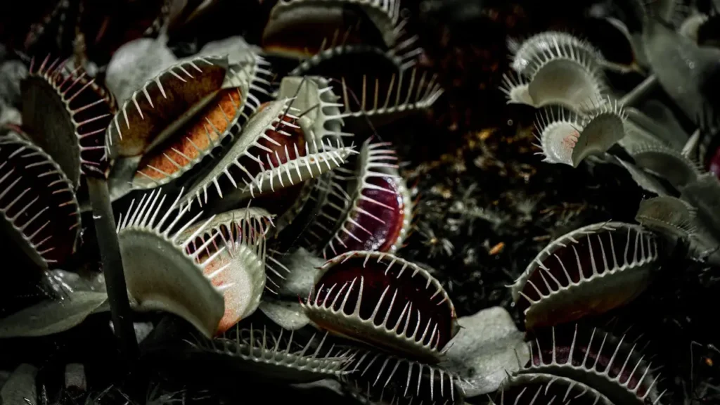Dionaea muscipula
