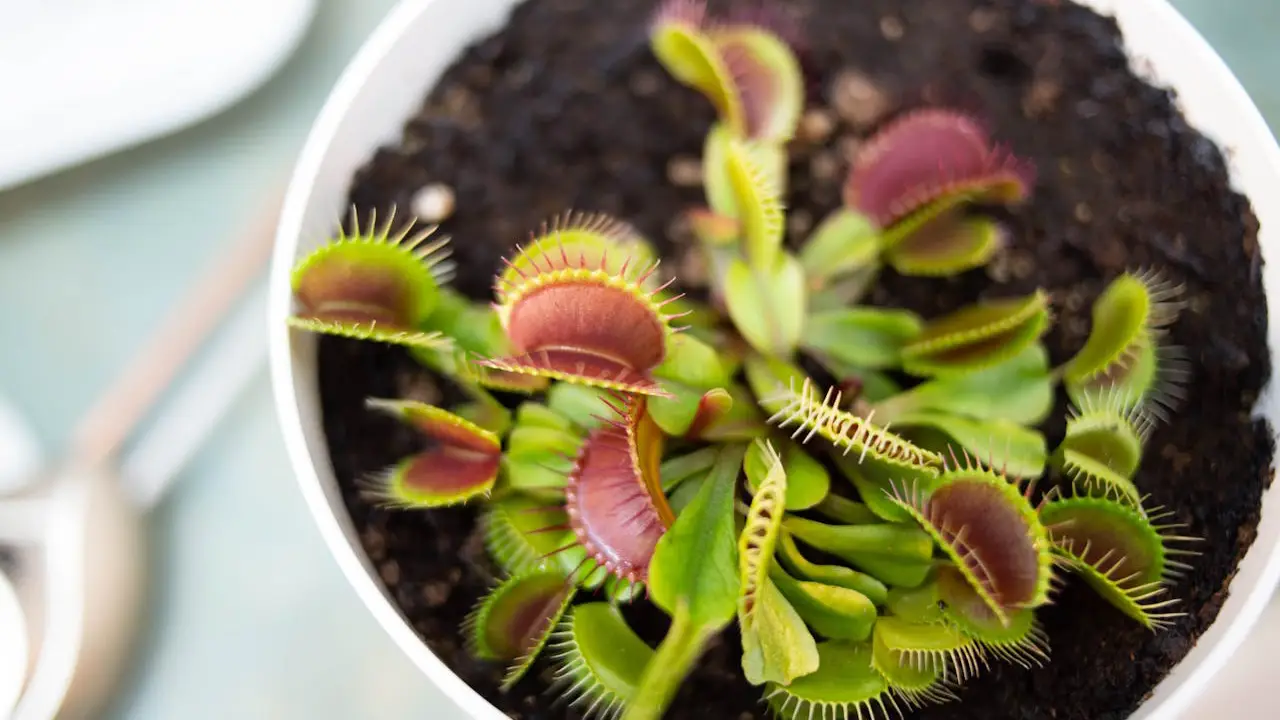 Dionaea muscipula
