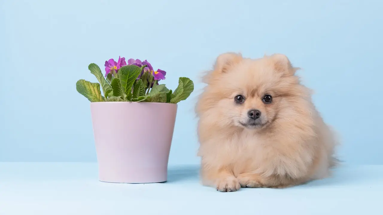 cachorro e plantinha