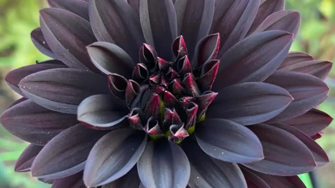 dalia negra