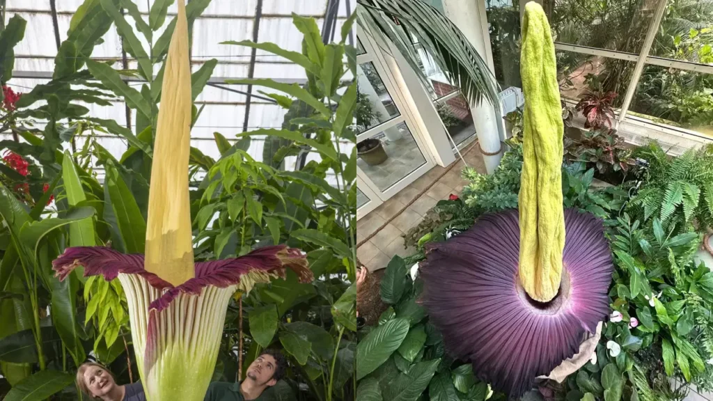 Flor-cadáver-gigante
