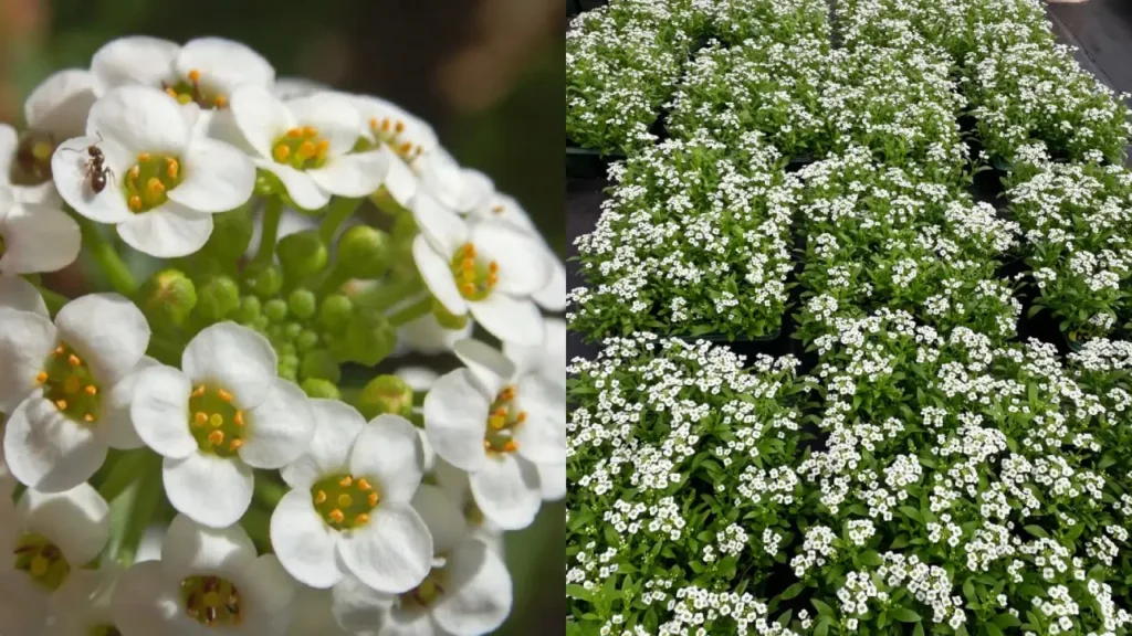 Flor de mel planta