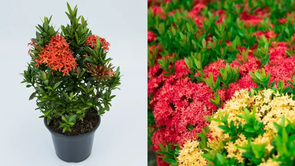 Ixora