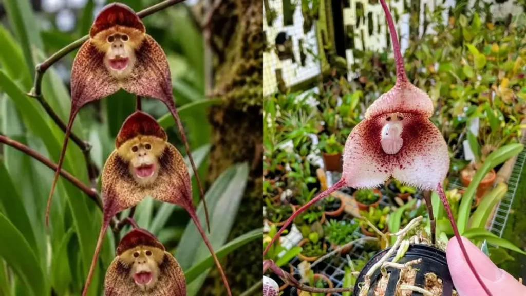 Orquídea-macaco