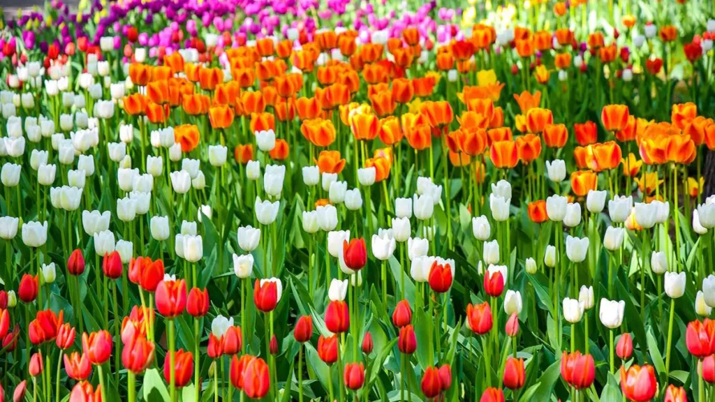 Tulipas no jardim