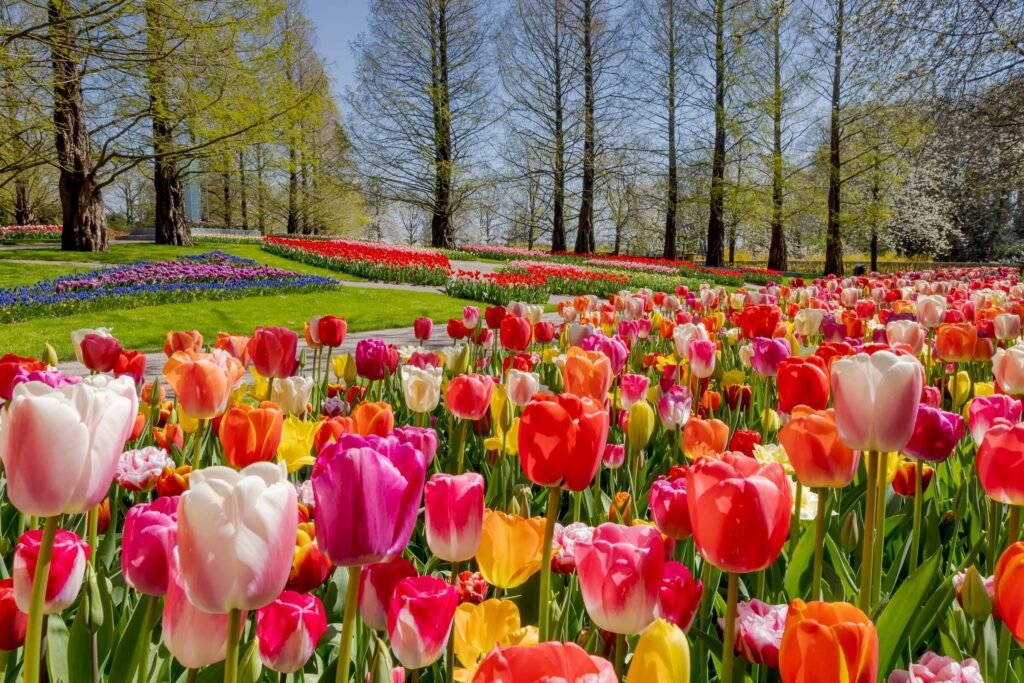 Tulipas lindas