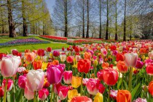 Tulipas lindas