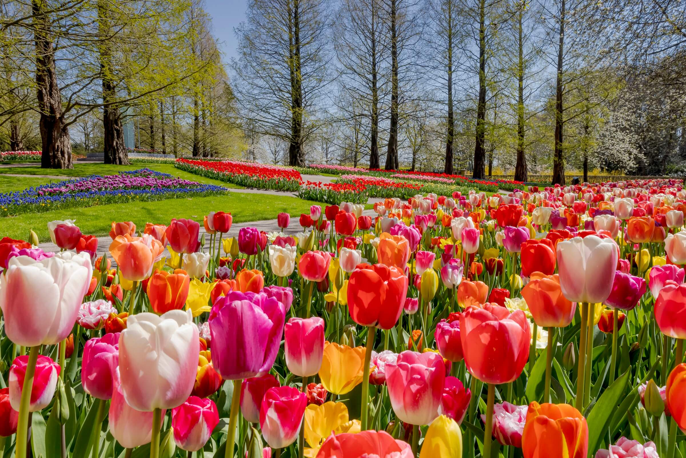Tulipas lindas