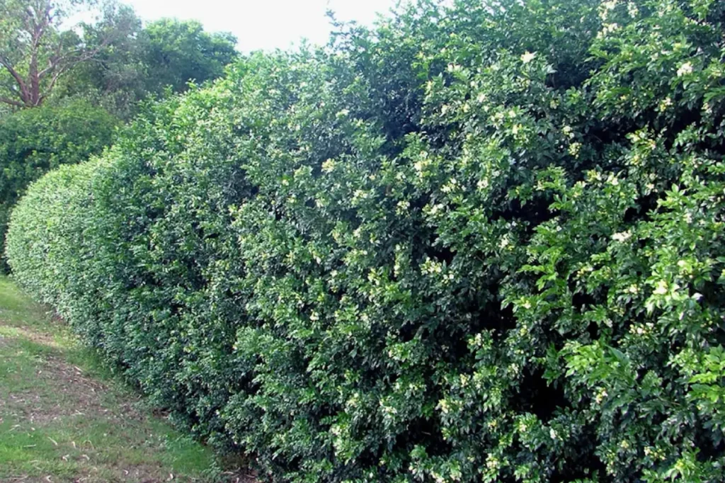 murta