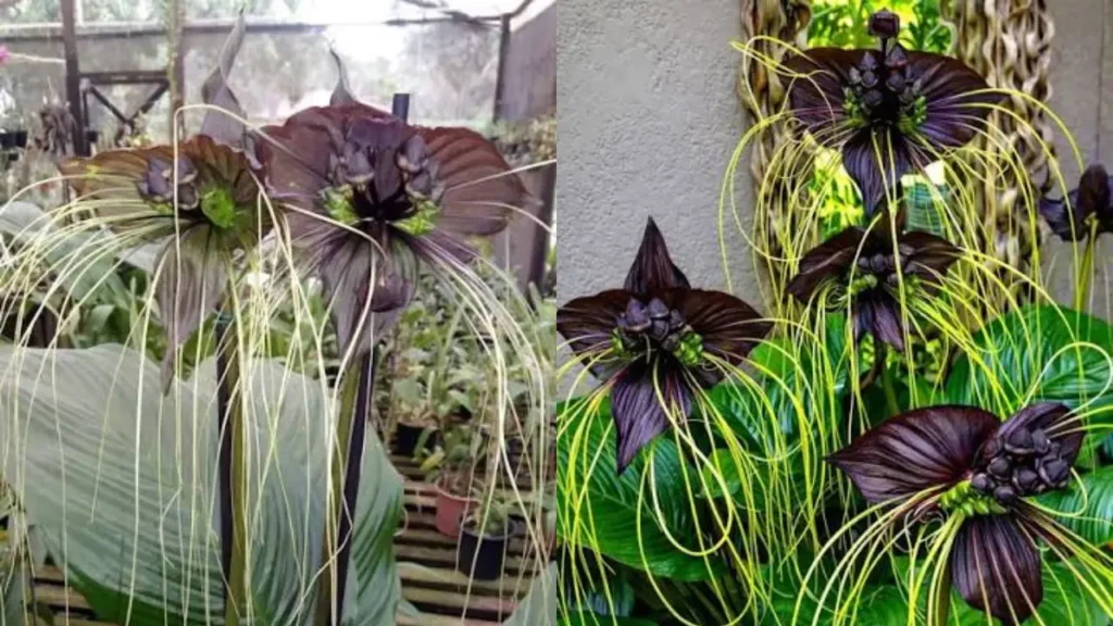 orquidea-morcego