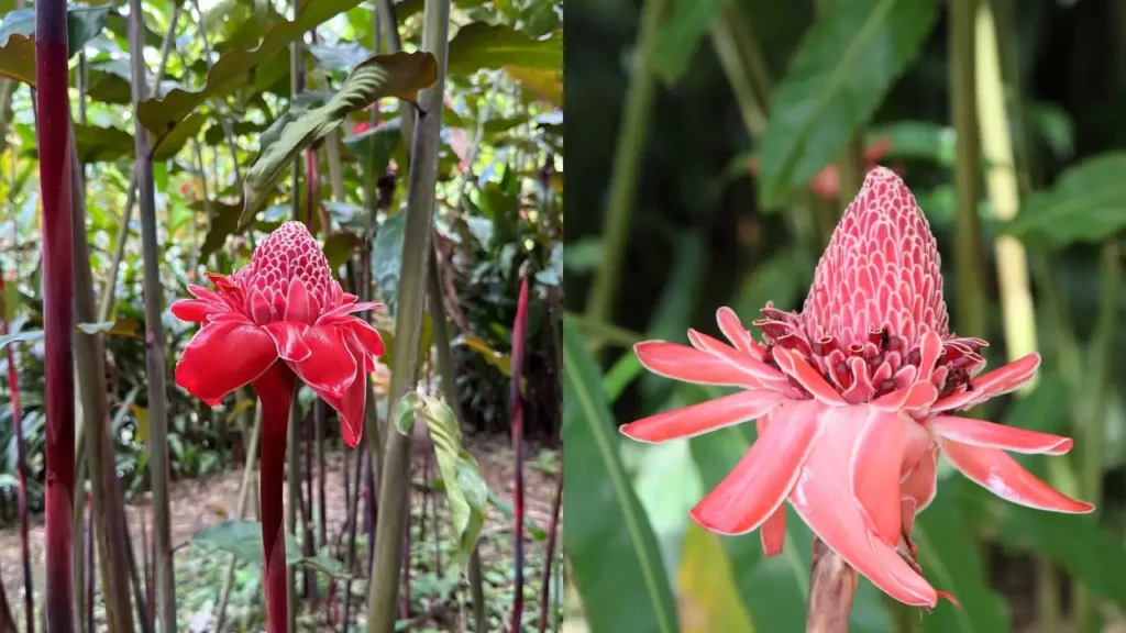 Bastão-do-Imperador 2 flores