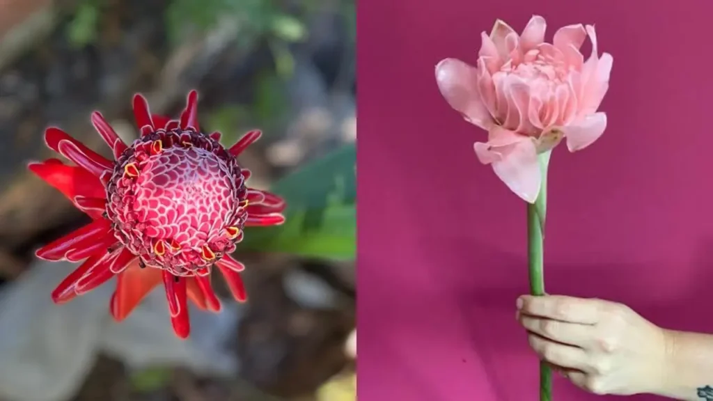 Bastão-do-Imperador 2 flores