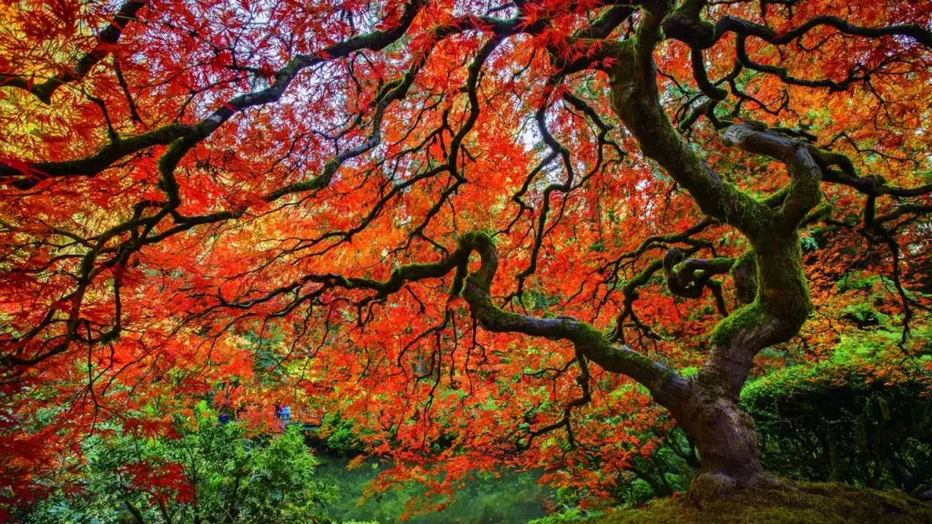Bordo-japonês