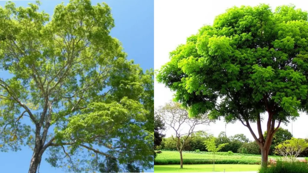 Ipê verde 2