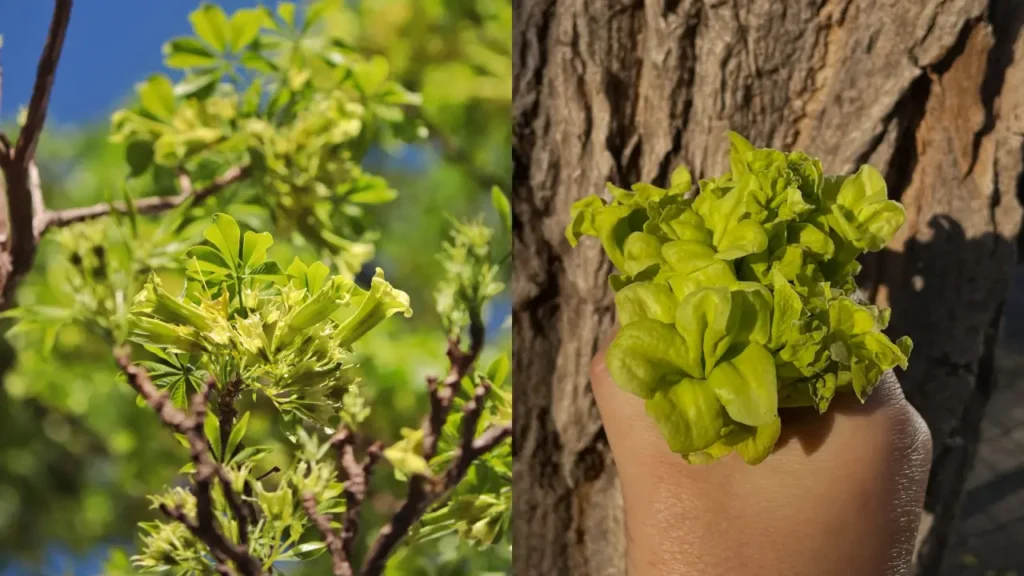 Ipê verde flor