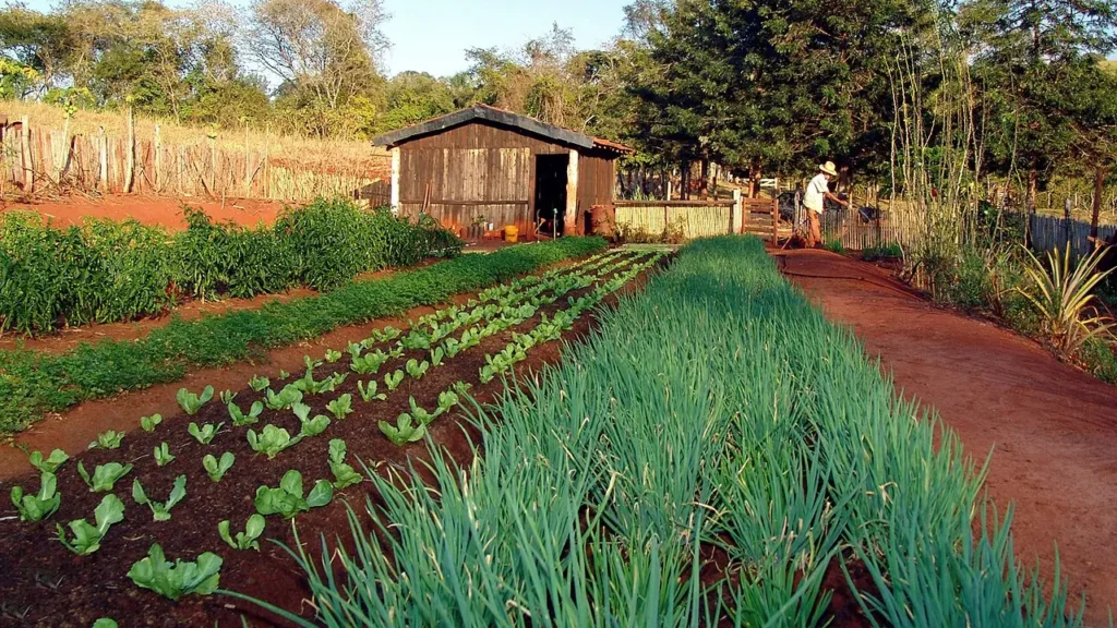 Quer uma Horta Produtiva? Comece por Estas Hortaliças