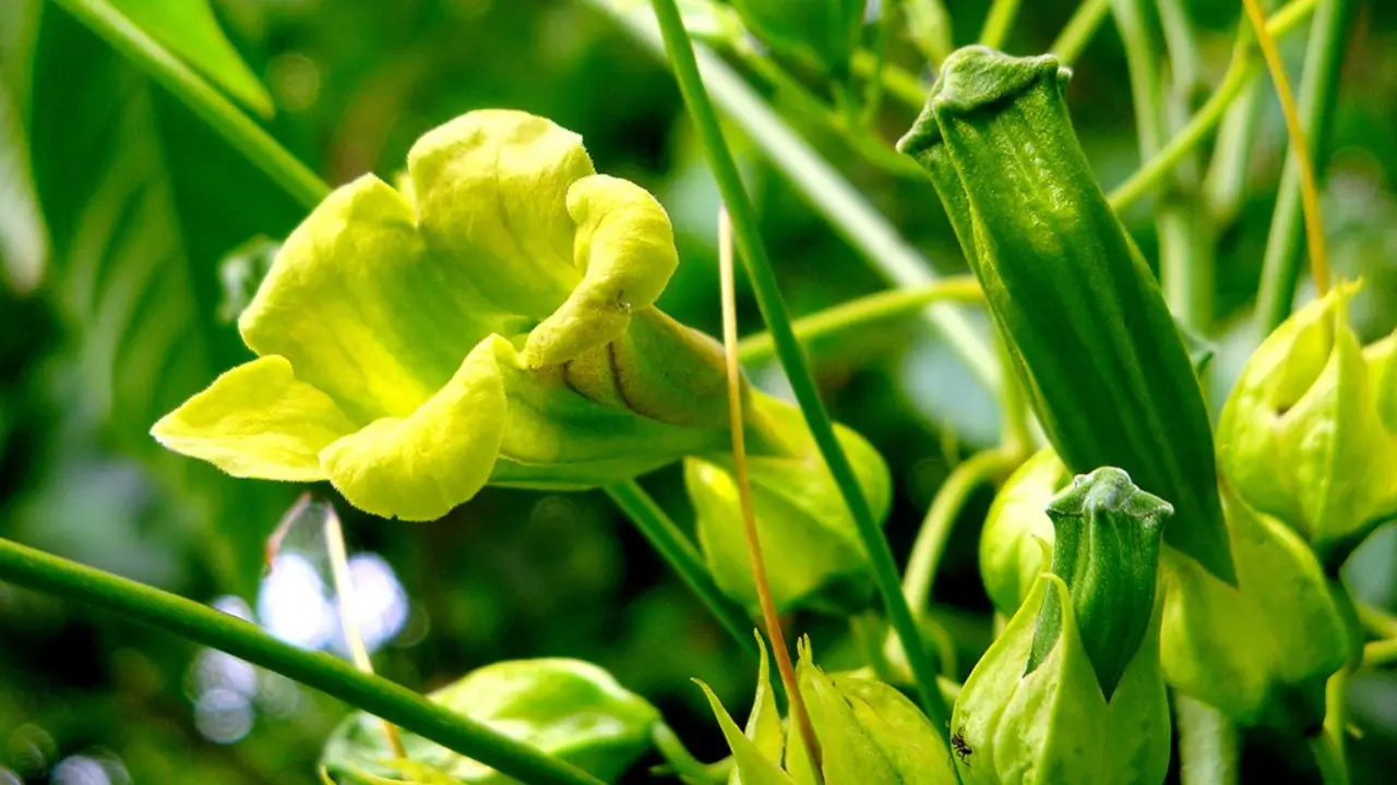 ipê verde flor
