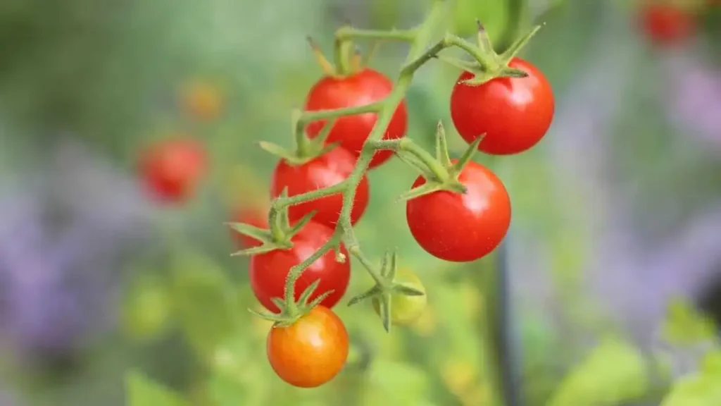 tomate cereja